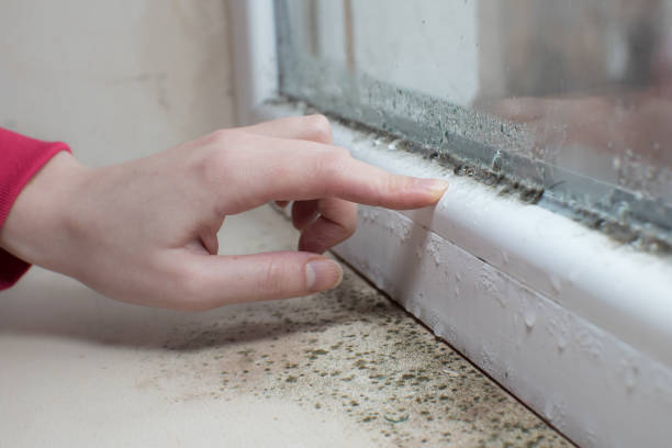 Best Crawl Space Mold Remediation  in New Castle, CO